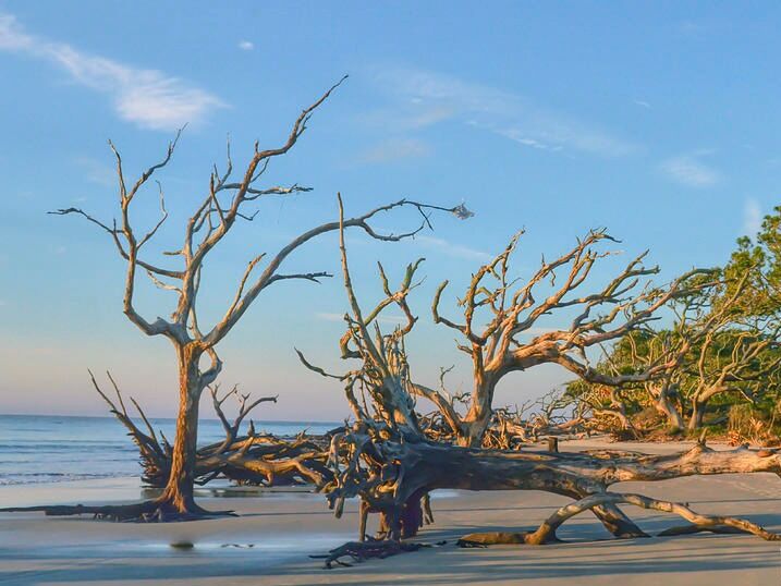 Picture of Jekyll Island Activity Brochure