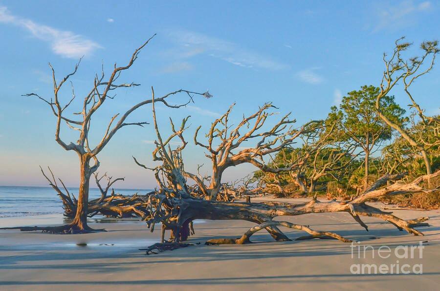 Picture of Jekyll Island Activity Brochure