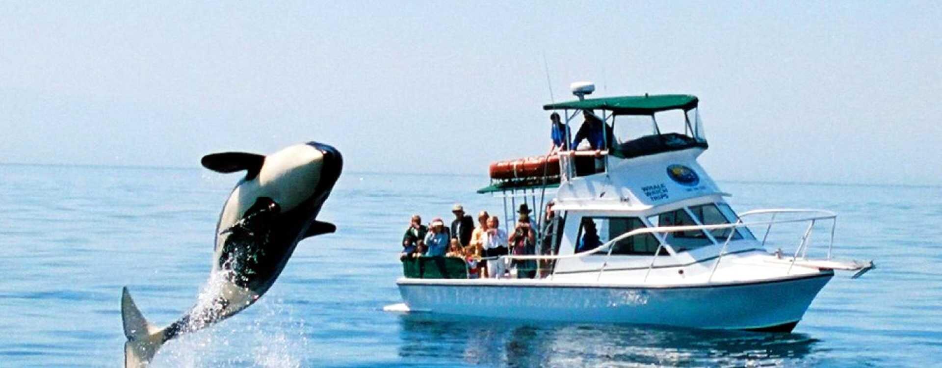 Picture of San Juan Safaris - Whale Watching