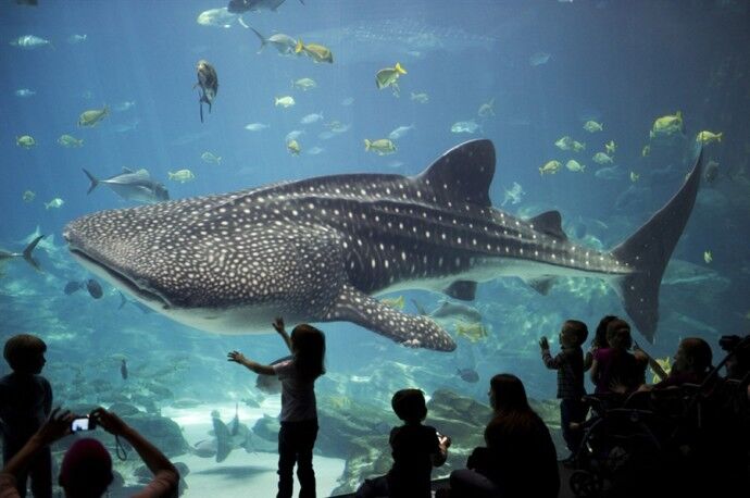 Picture of Georgia Aquarium