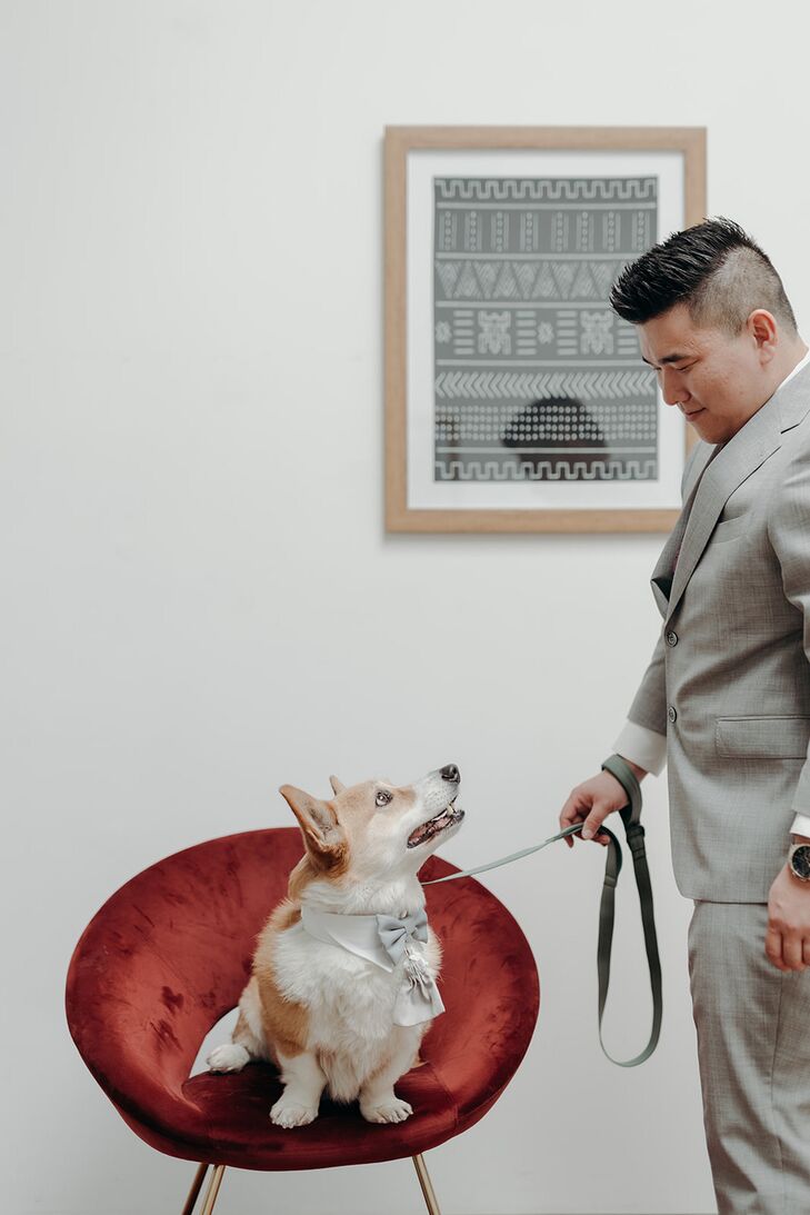 Groom in Gray Suit With Corgi Dog in Gray Bow Tie on Leash in Velvet Chair