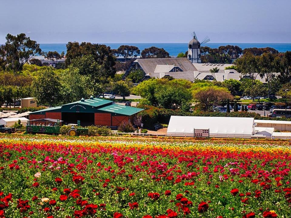 Picture of The Flower Fields