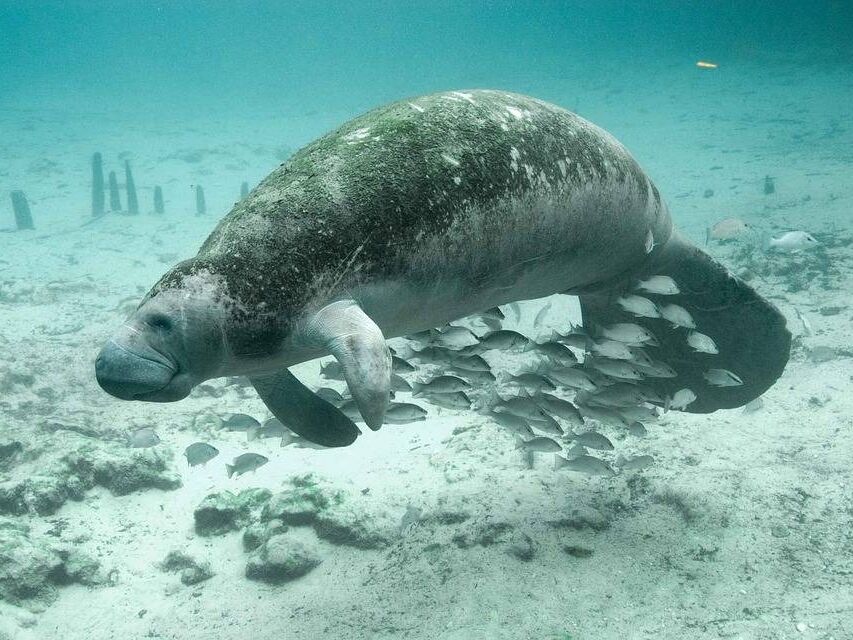 Picture of Manatee Park
