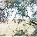 Ceremony Arch with Yellow Draping at The Ivory Oak in Wimberley, Texas