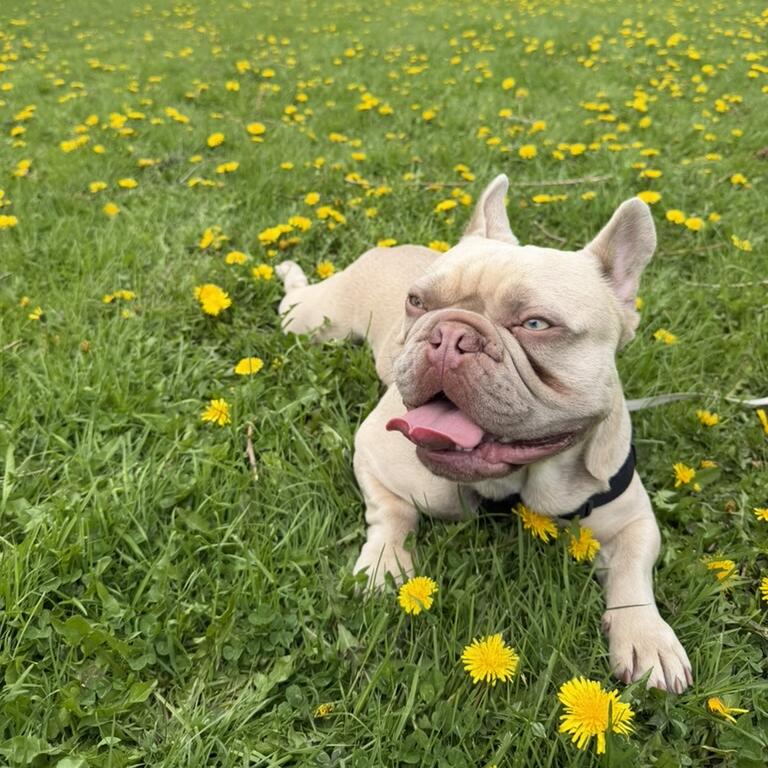 Picture of Meet Niko