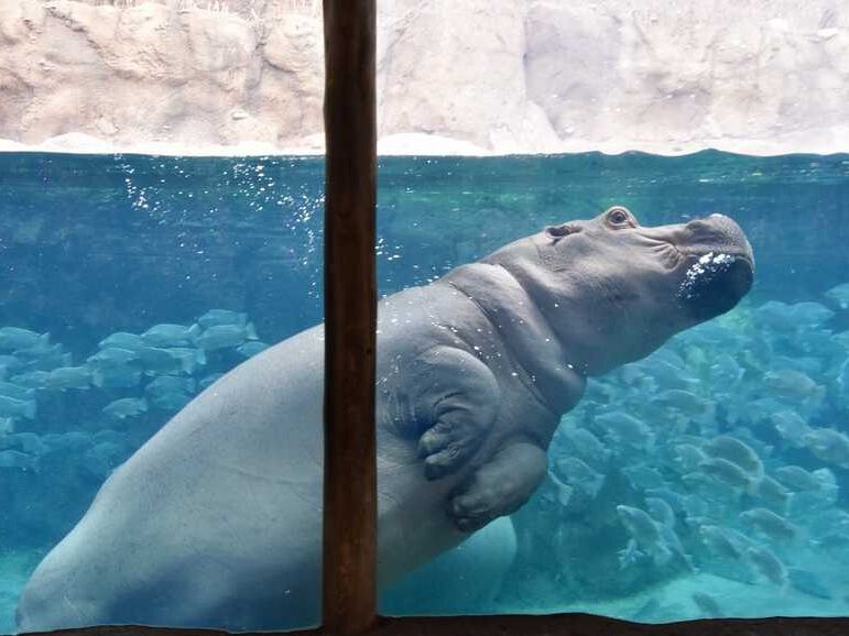 Picture of Cincinnati Zoo & Botanical Garden