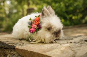 Bright Floral Pet Collar