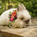 Bright Floral Pet Collar