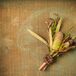 Rustic Non-Floral Boutonniere