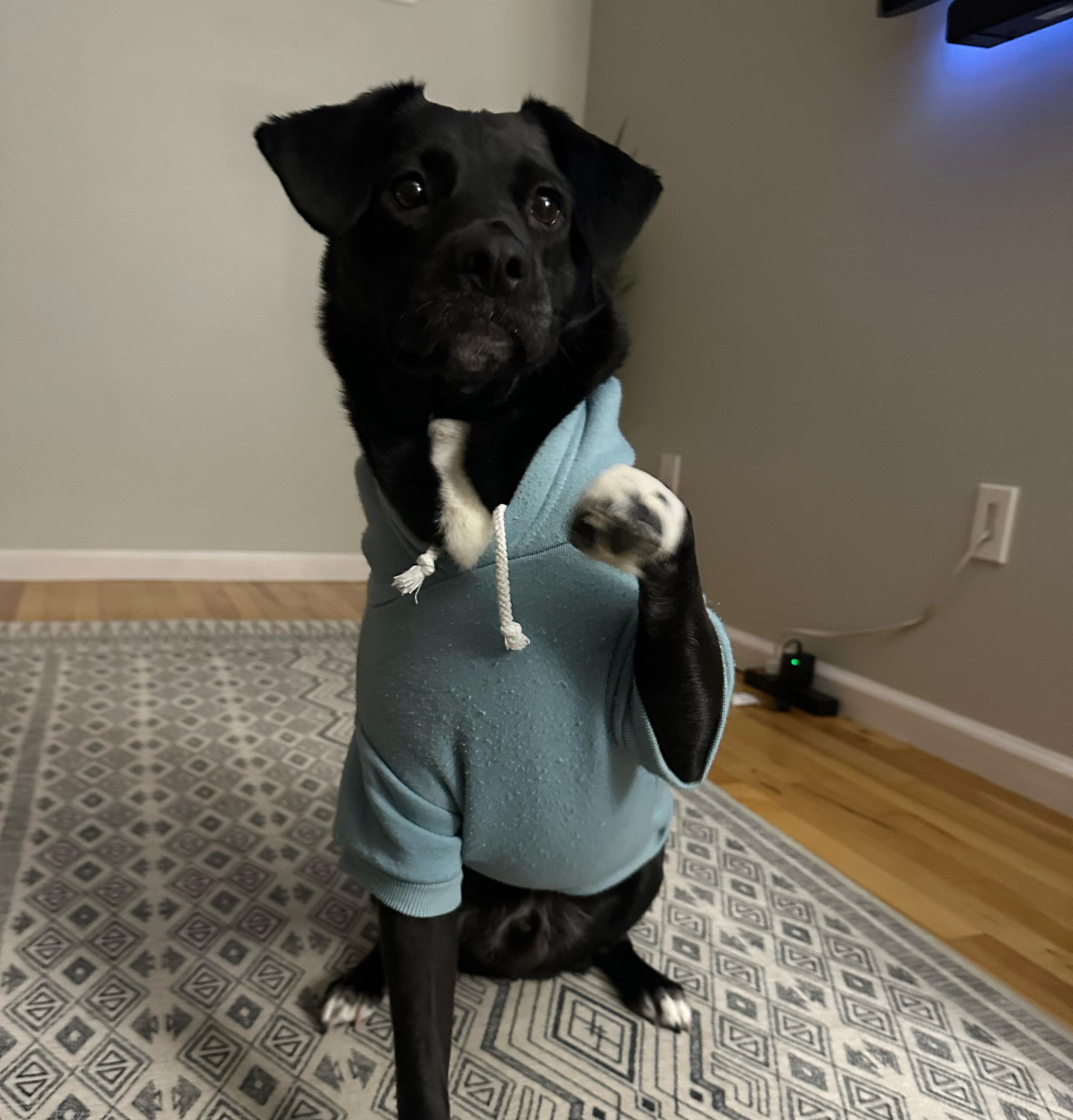 Koda