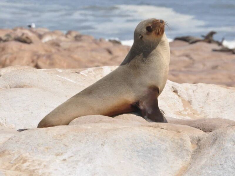 Picture of Sea Lions 