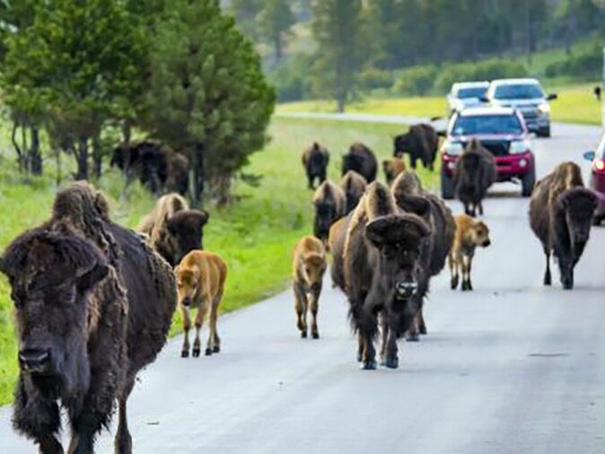 Picture of Wildlife Loop Road