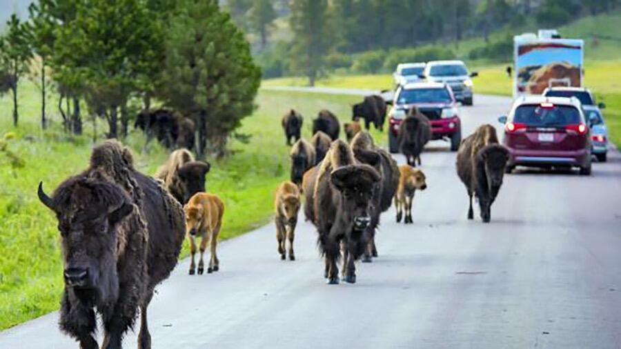 Picture of Wildlife Loop Road