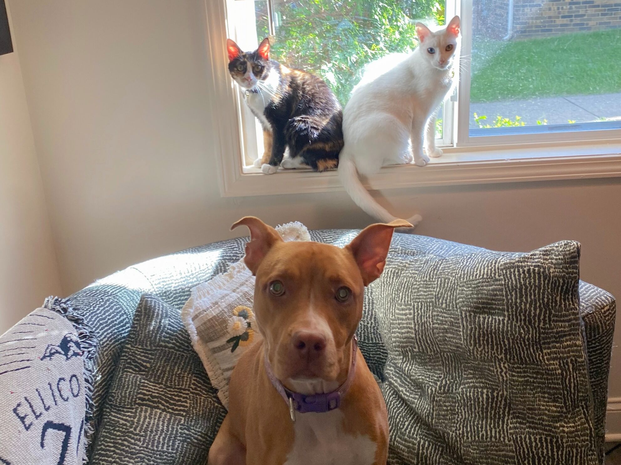 Picture of Our Furry Family