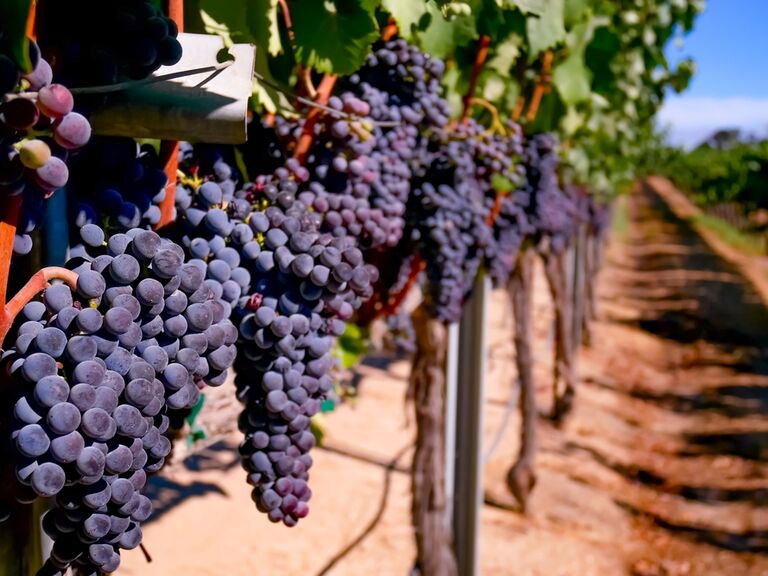 Grapes in the sunshine at Paso Robles, California