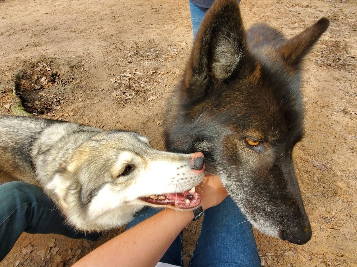 Picture of Texas Wolfdog Project & Shelter