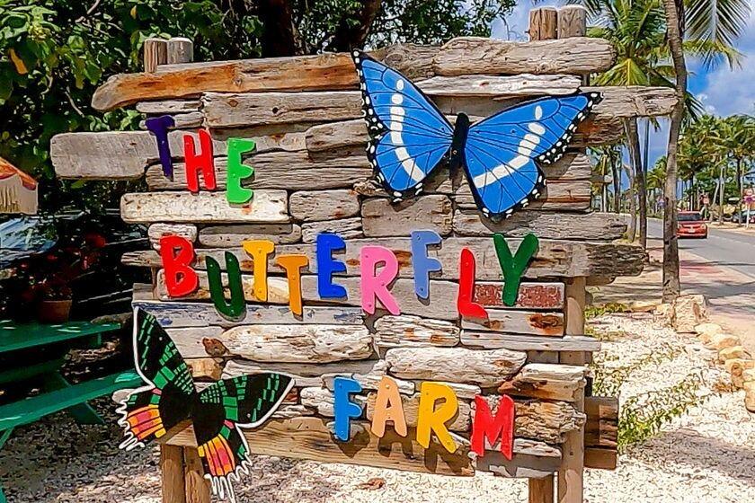 Picture of Butterfly Farm