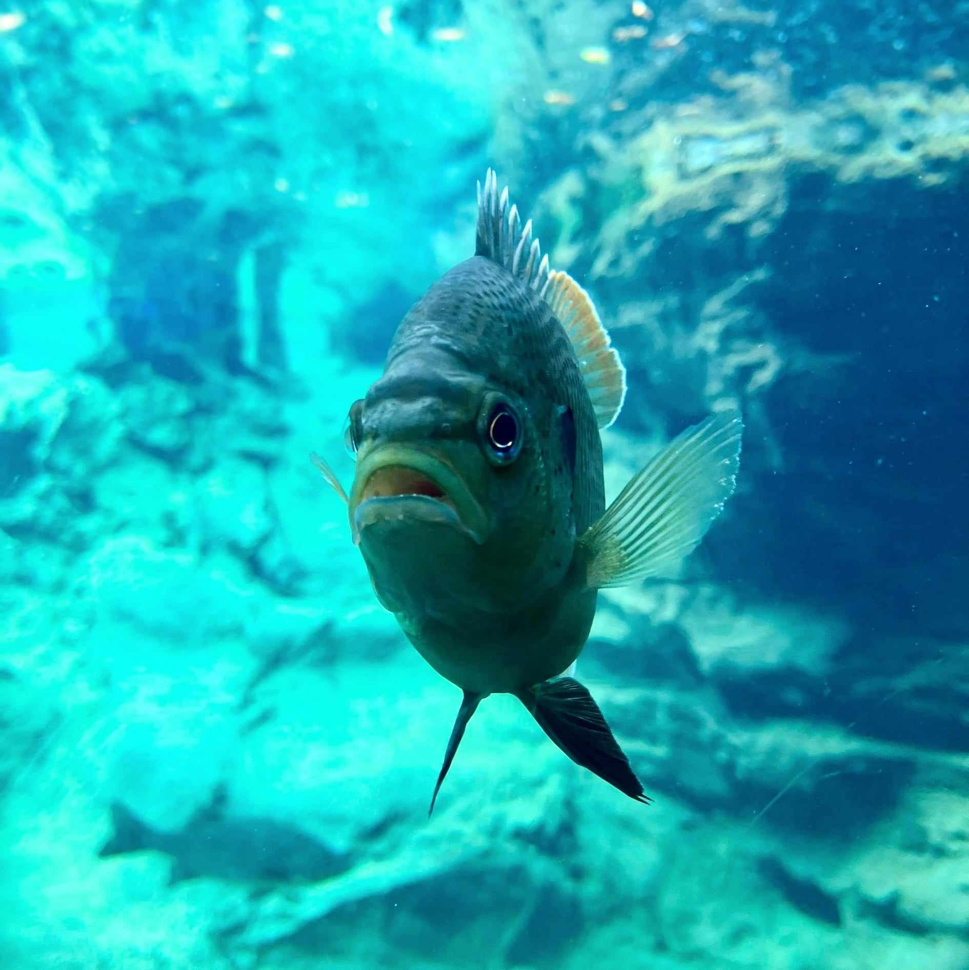 Picture of Flint RiverQuarium