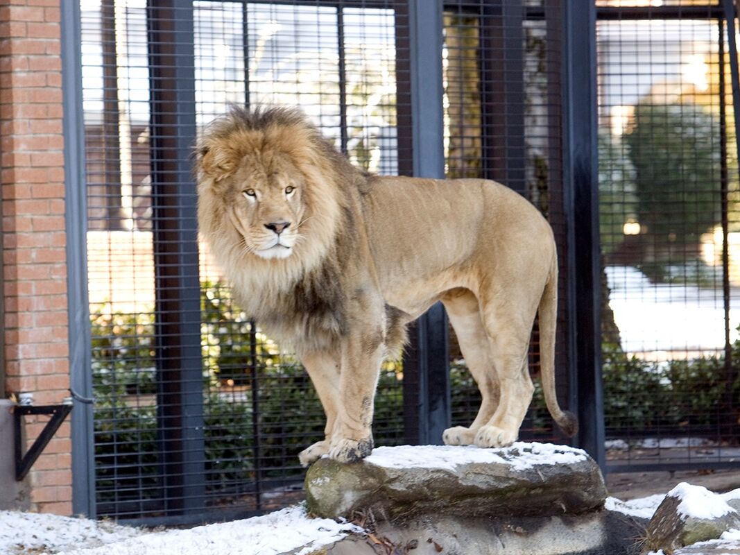 Picture of George H. Carroll Lion Habitat