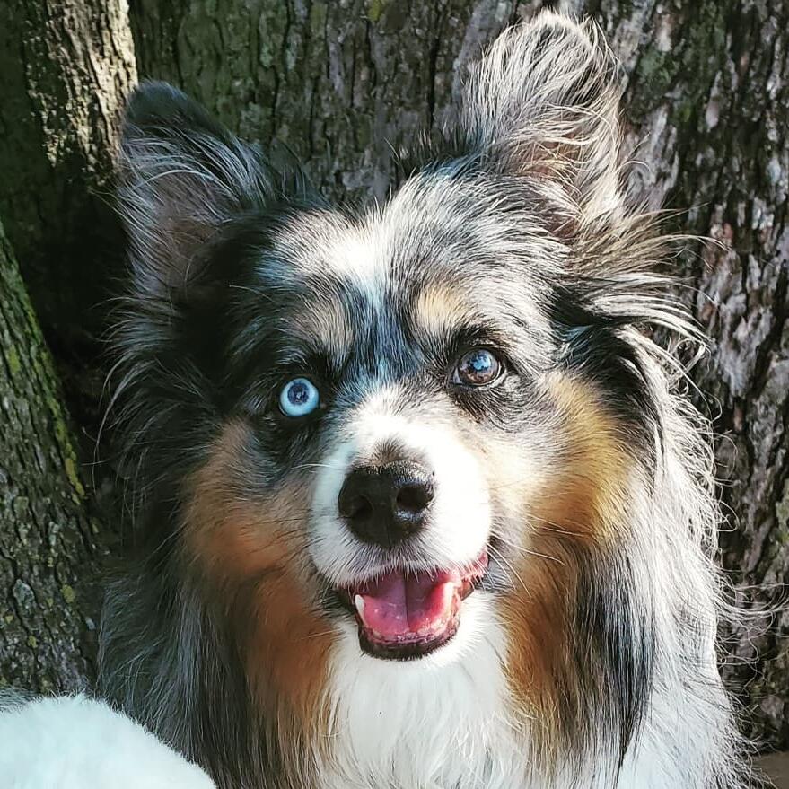 Huckleberry