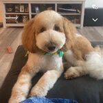 Finn