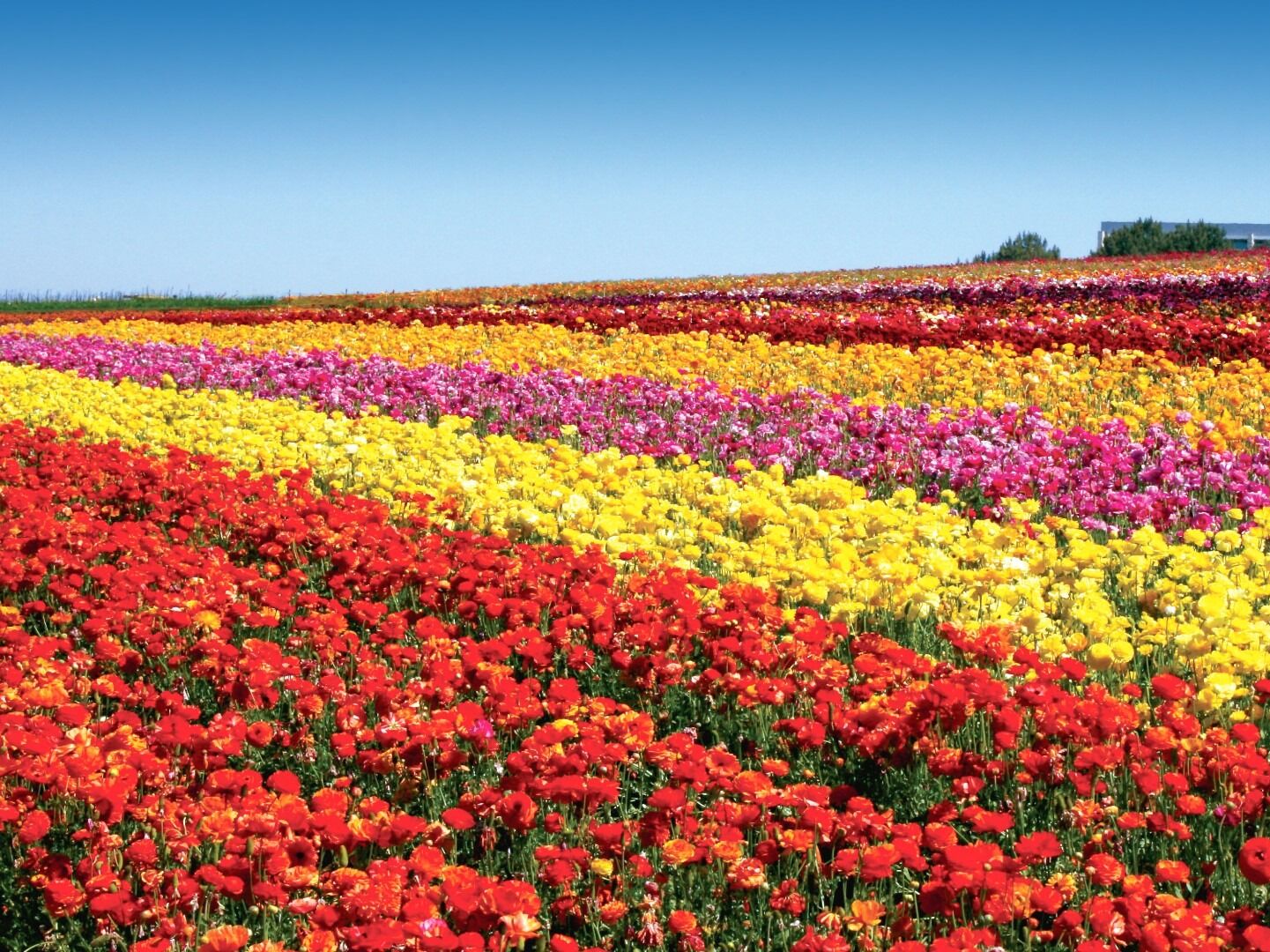 Picture of Flower Fields