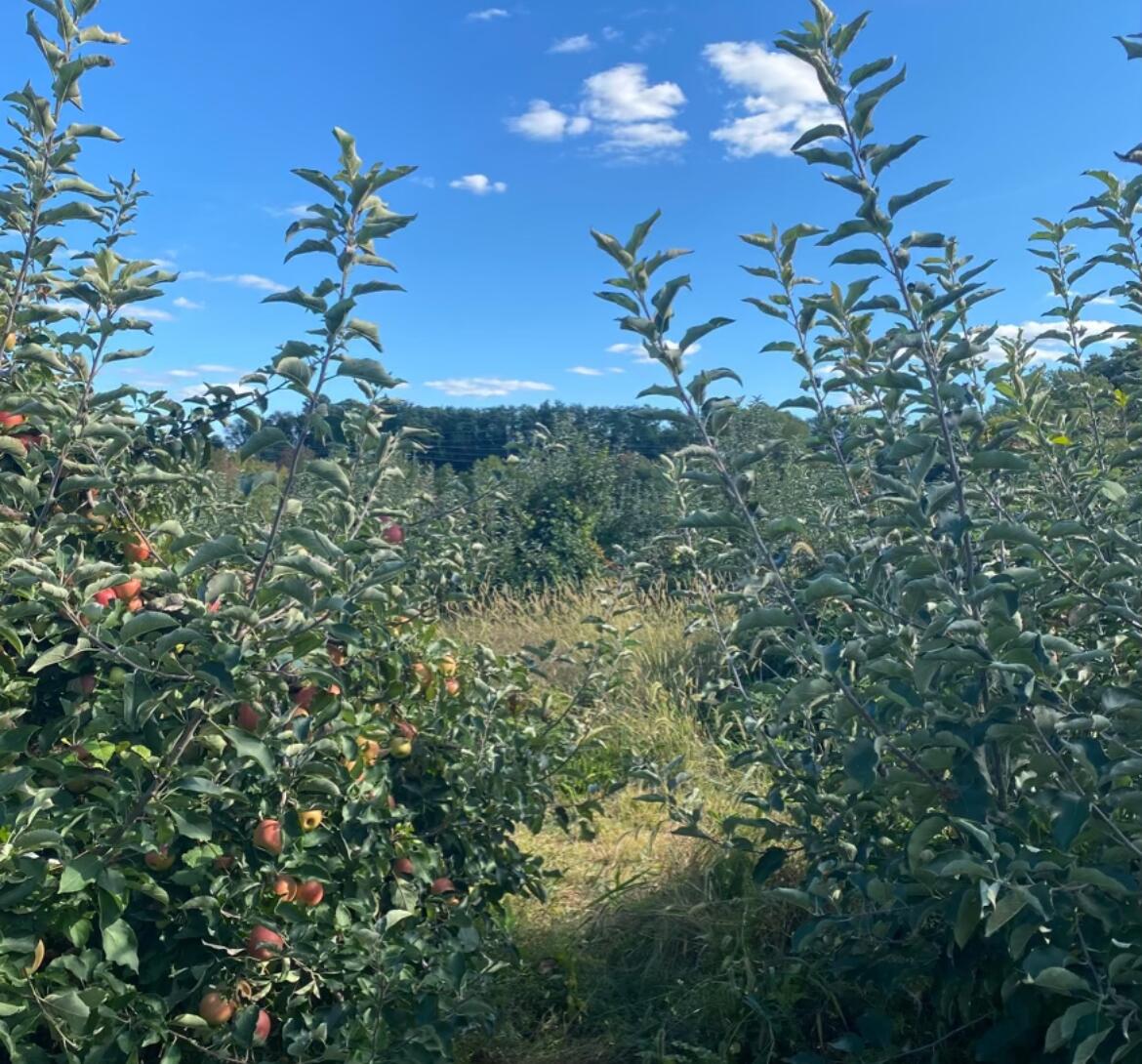 Picture of Styer Orchard 