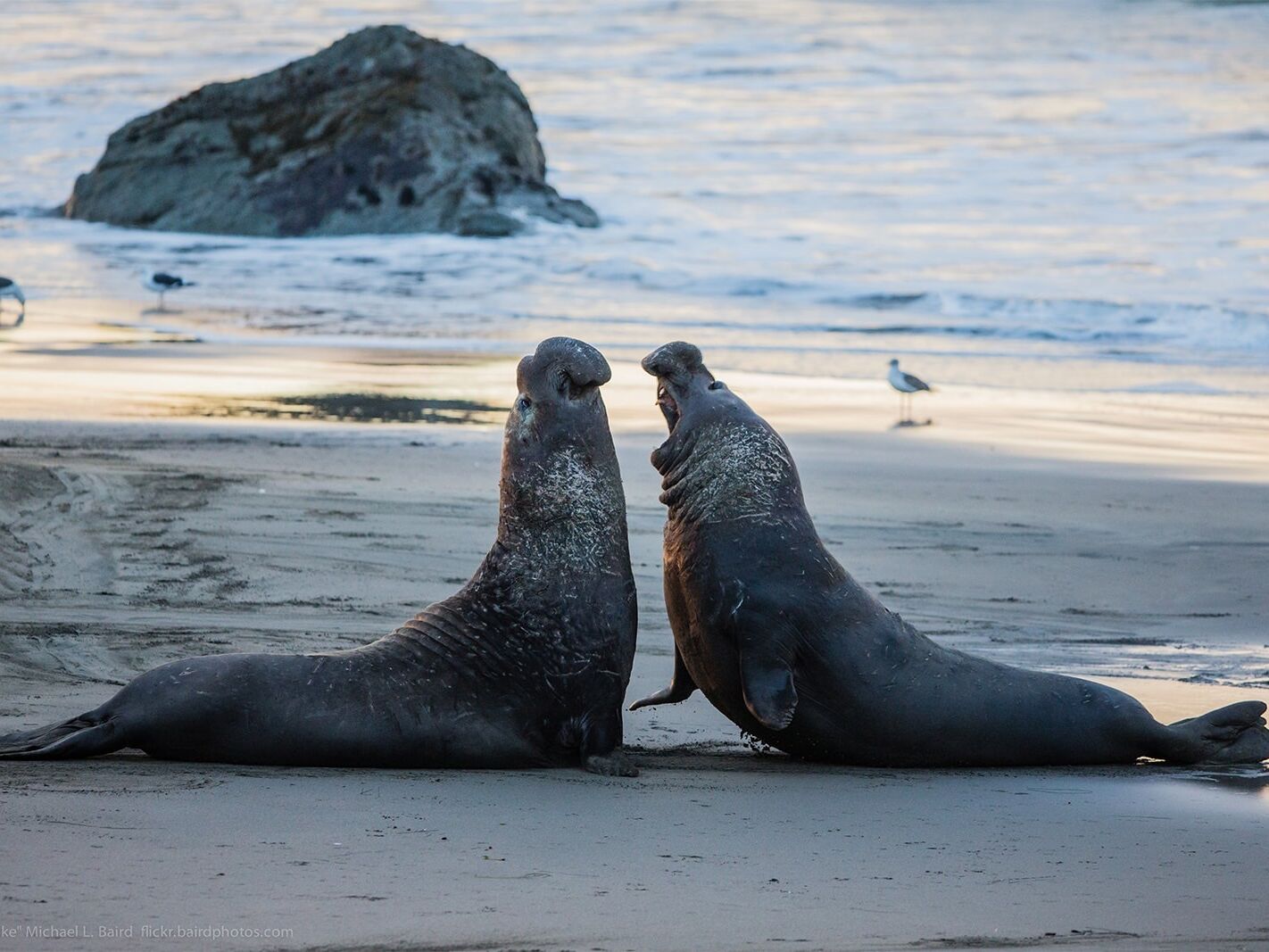 Picture of Elephant Seal Viewing Point