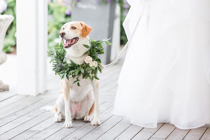 Leashed Dog with Whimsical Greenery Wreath