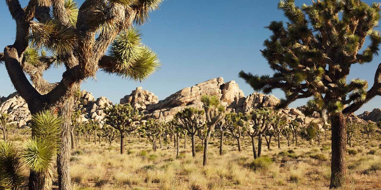 Picture of Day Trip to Joshua Tree National Park