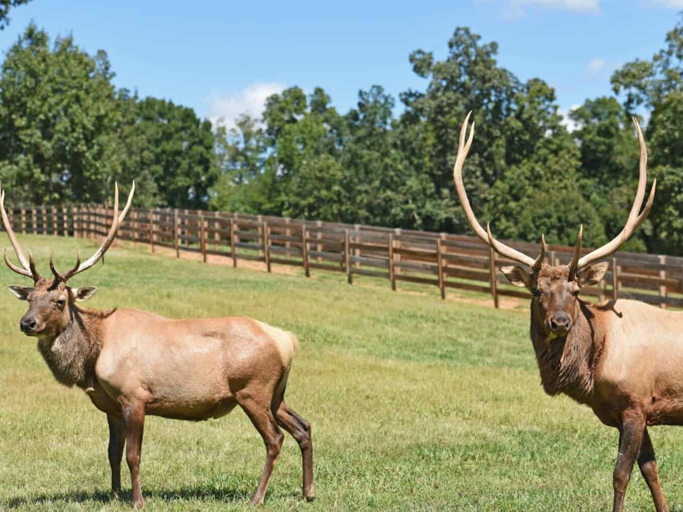 Picture of Chestatee Wildlife Preserve & Zoo