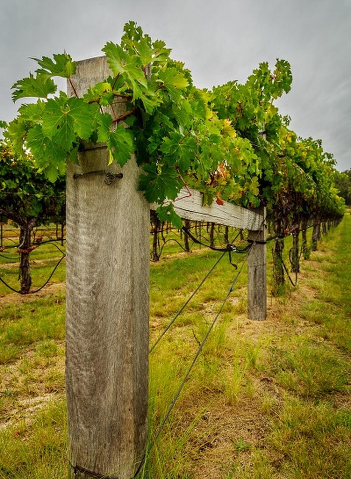Picture of Pyramids Road Wines