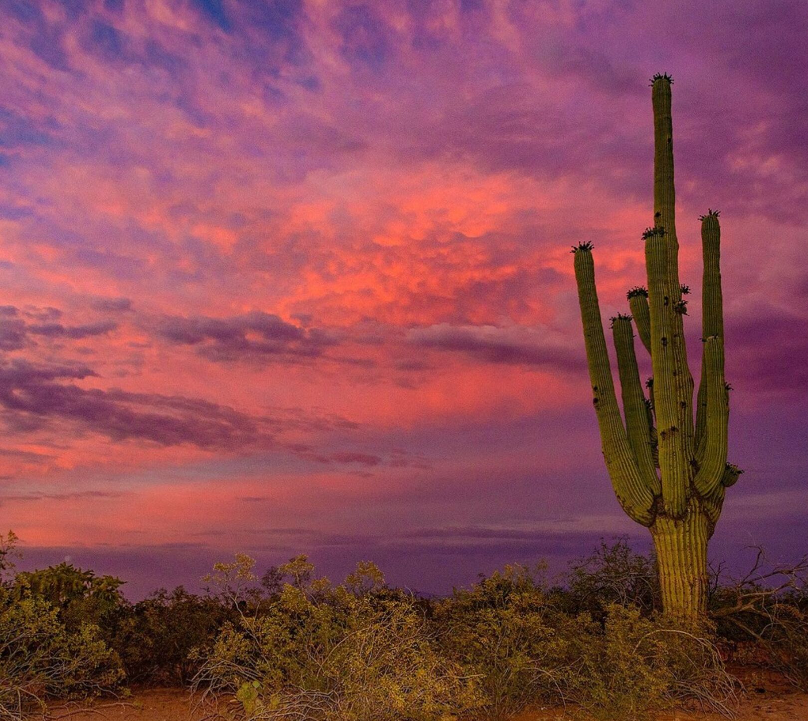 Picture of Arizona Sonora Desert Museum