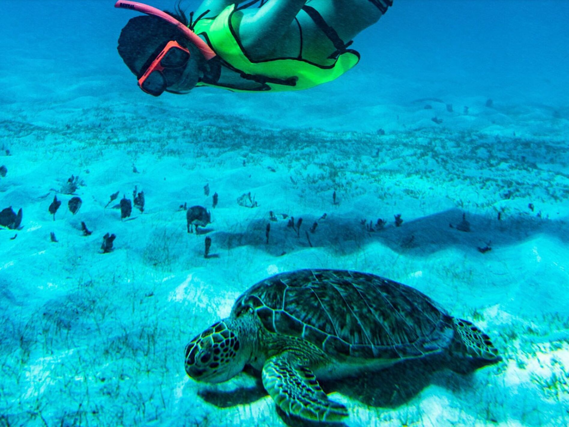 Picture of Ocean Surfari - Reef Surfari Snorkel Excursions