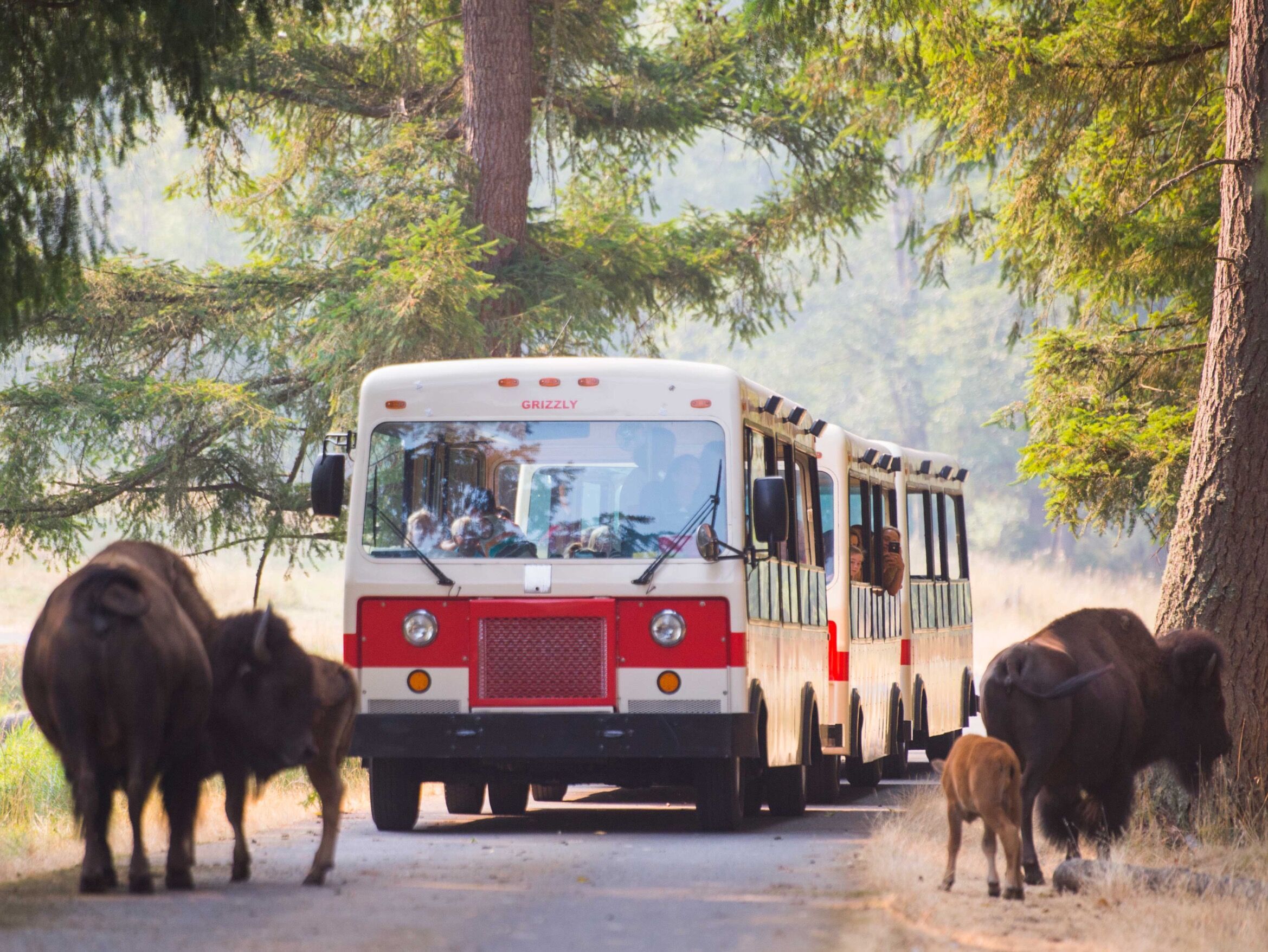 Picture of Northwest Trek Wildlife Park