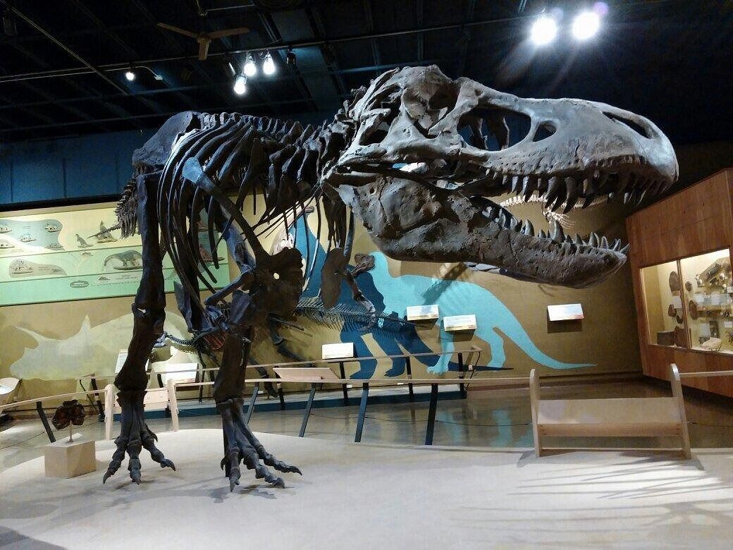 Picture of Cleveland Museum of Natural History