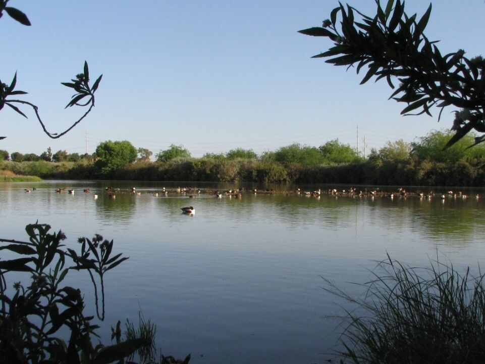 Picture of Riparian Preserve at Gilbert Regional Park