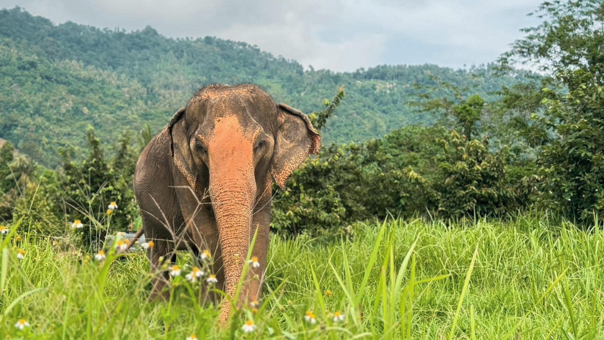 Picture of Samui Elephant Home