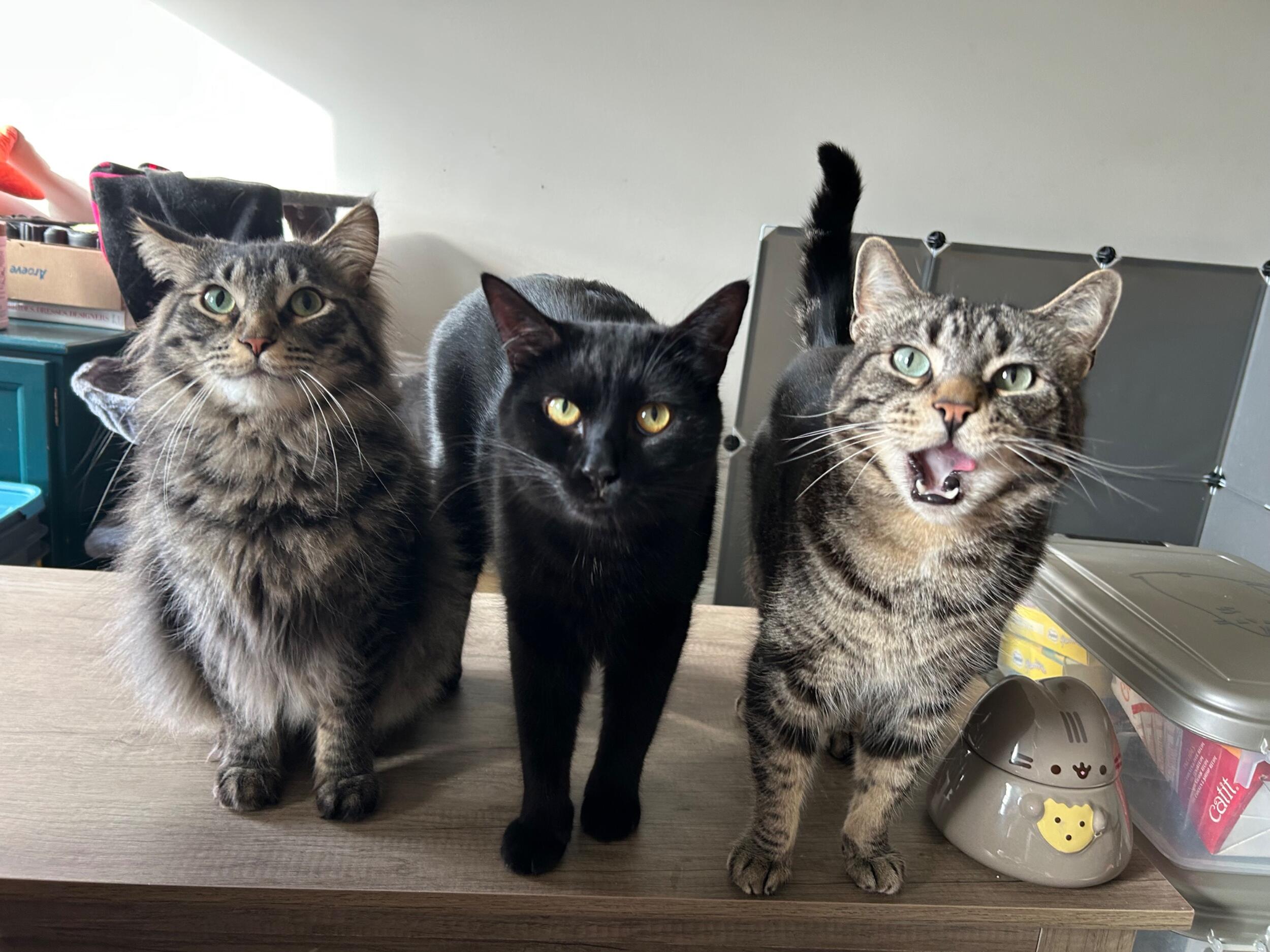 Picture of The Cats