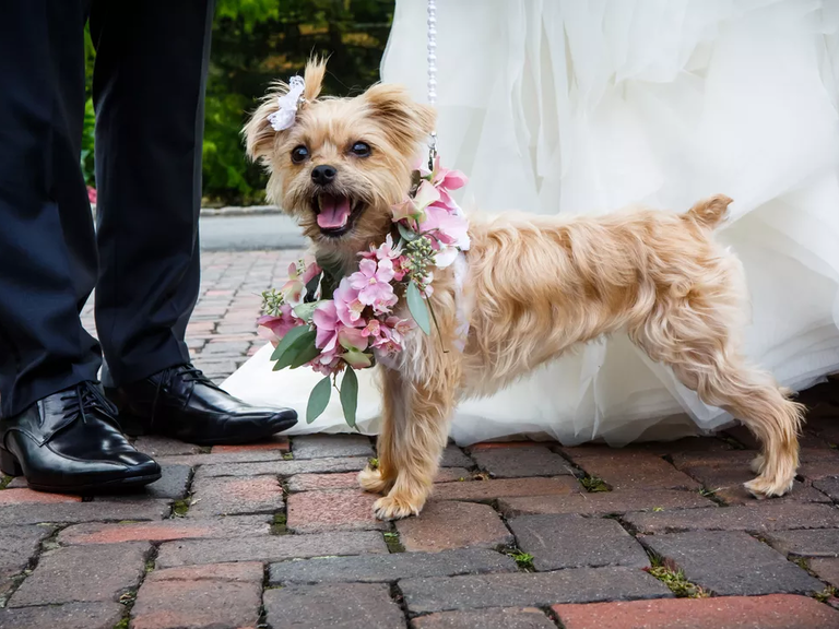 A pretty pup poses with their humans on the big wedding day.