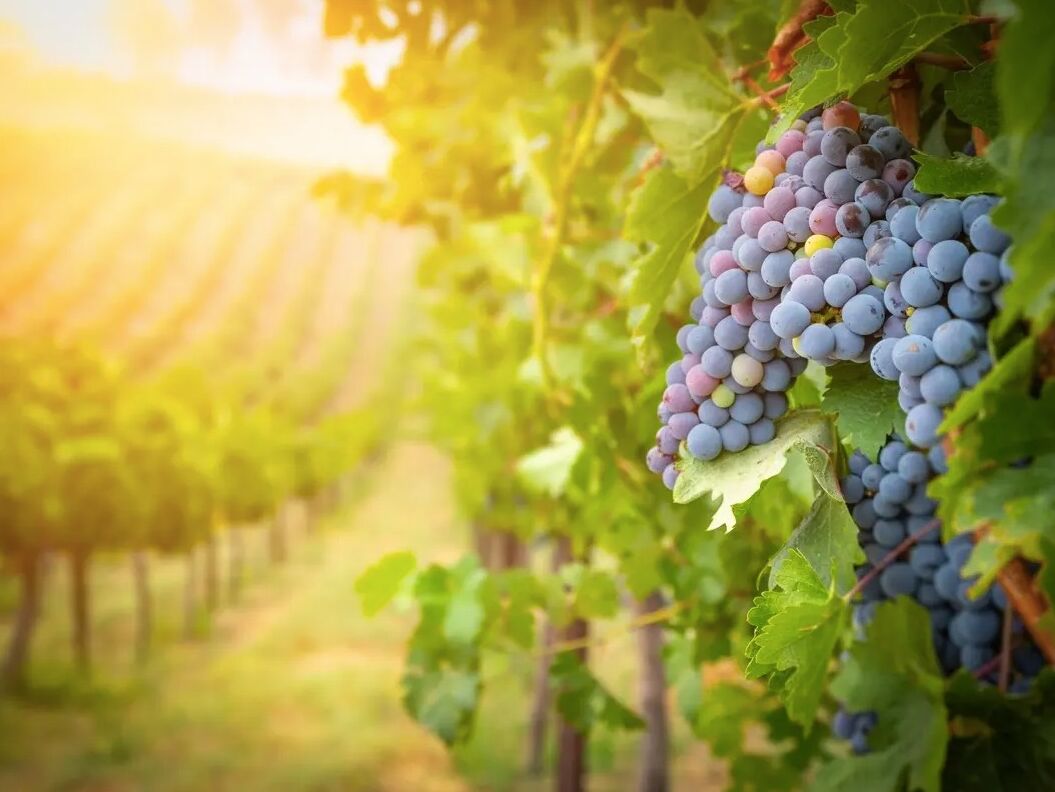 Picture of Livermore Valley Wine tours