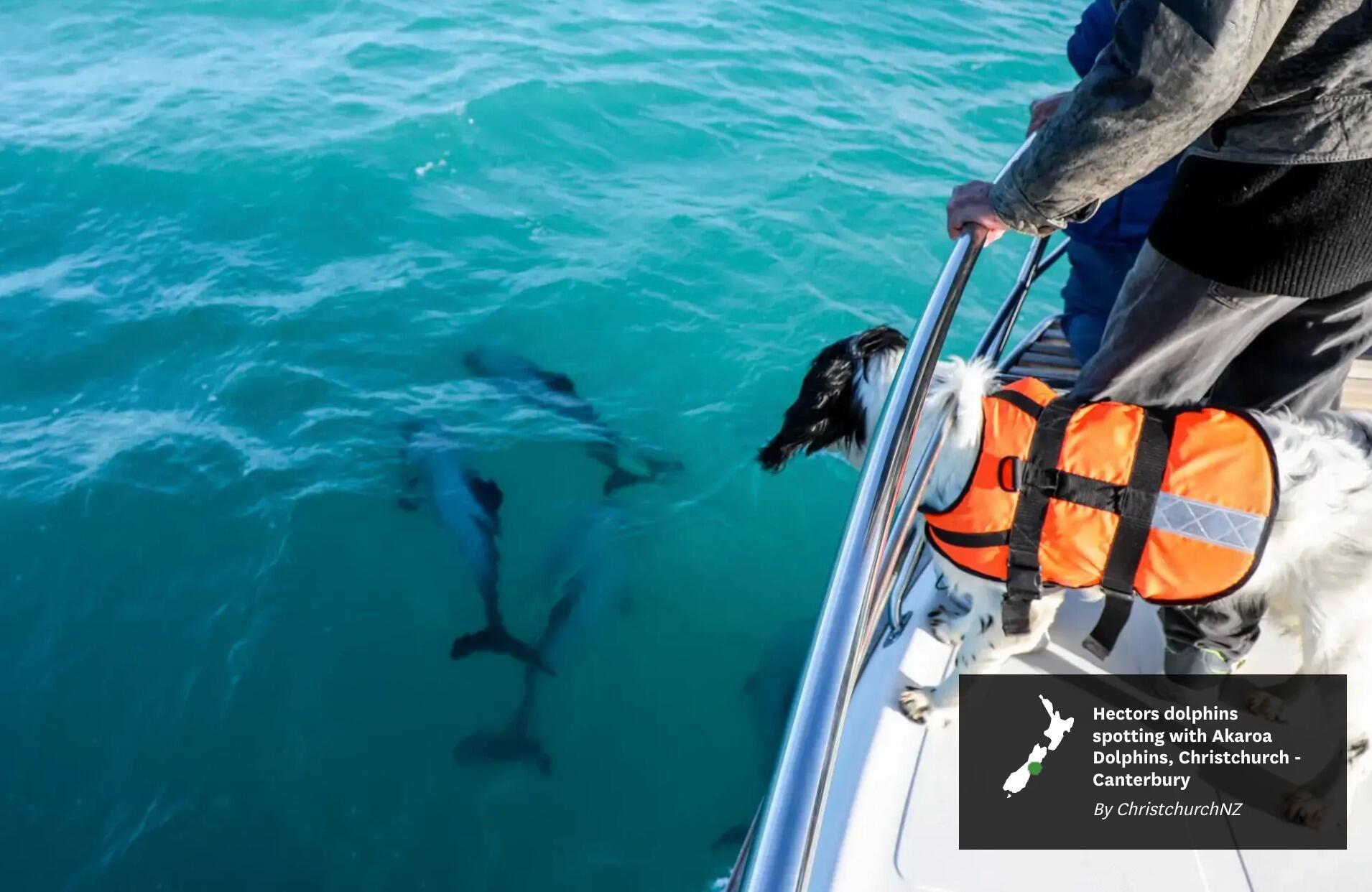 Picture of Akaroa Dolphins
