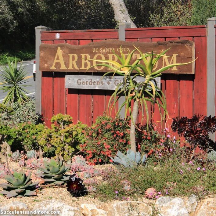 Picture of UC Santa Cruz Arboretum & Botanic Garden