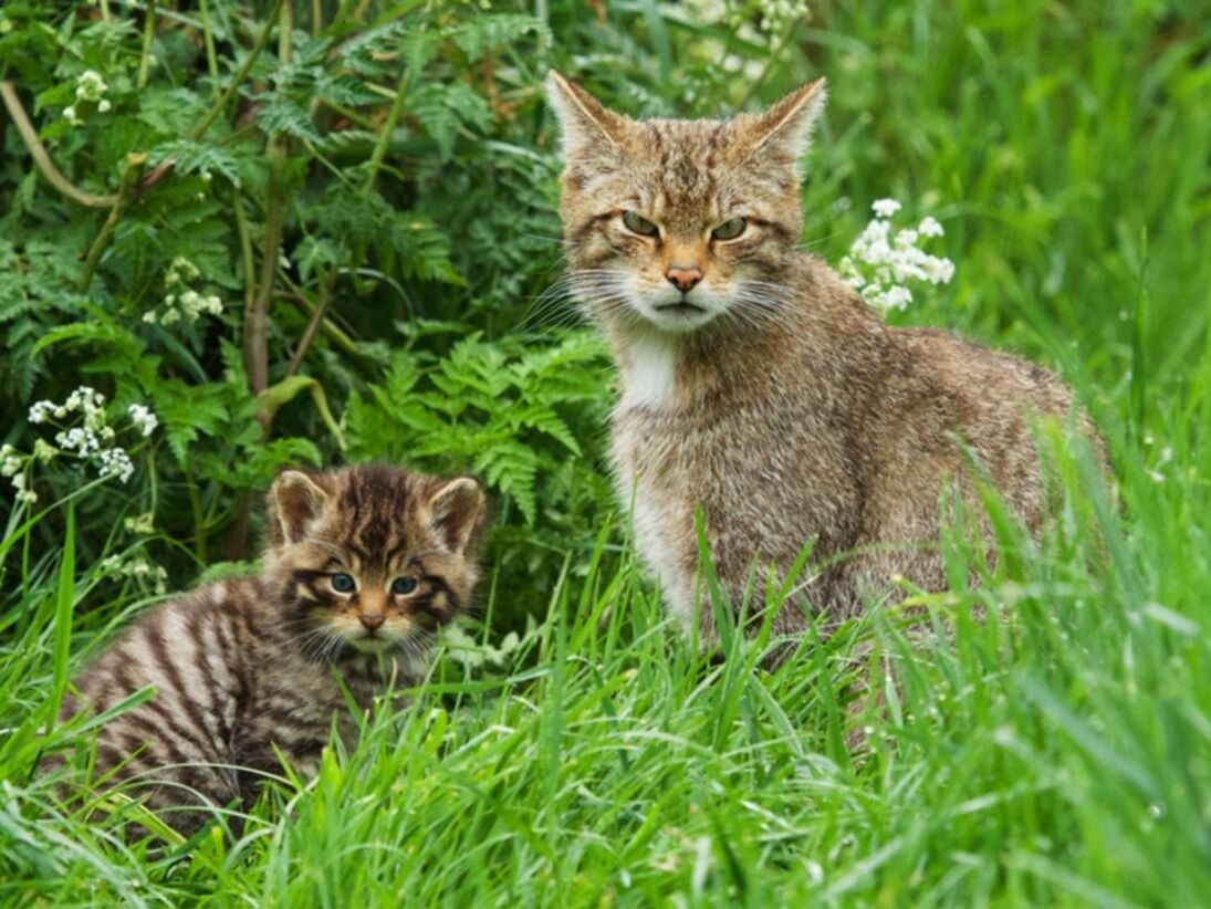 Picture of British Wildlife Centre