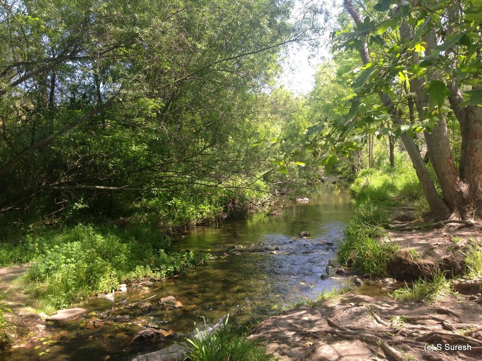 Picture of Los Gatos Creek Trail