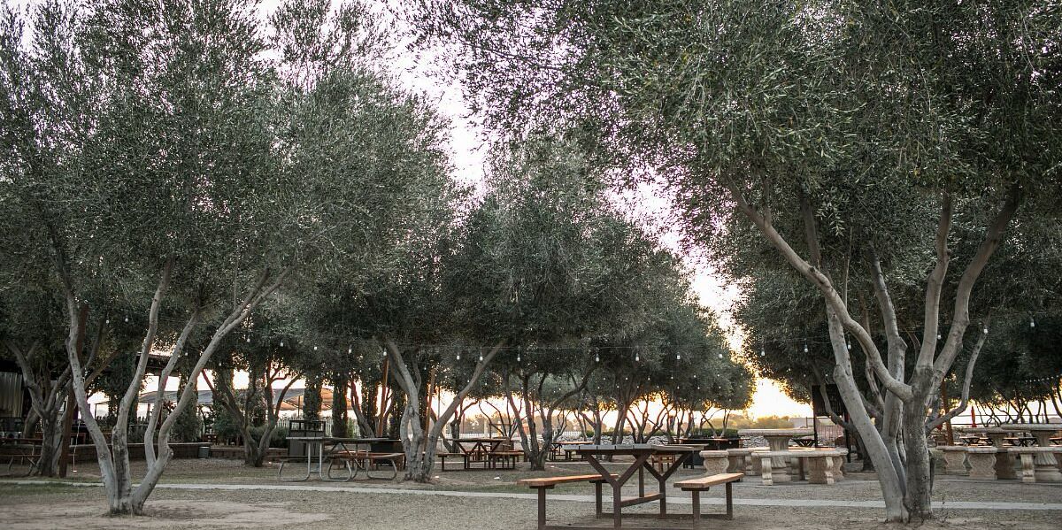 Picture of Queen Creek Olive Mill