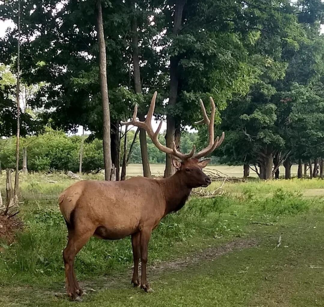 Picture of Gaylord City Elk Park Viewing Area