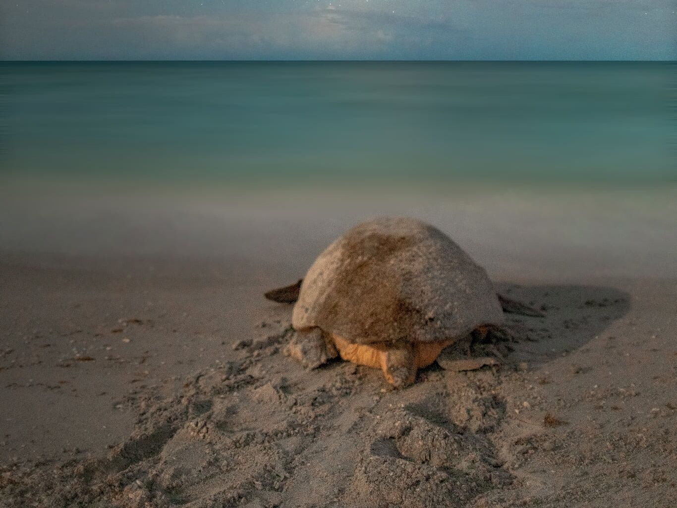 Picture of Sanibel-Captiva Conservation Foundation (SCCF)