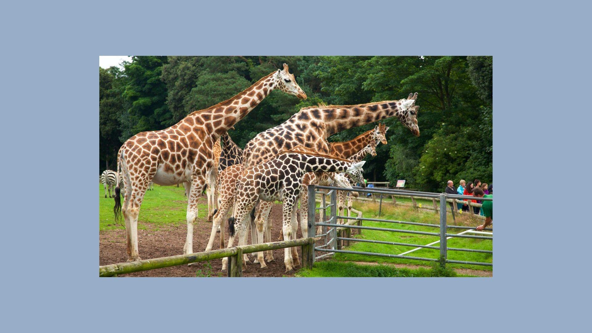 Picture of Fota Wildlife Park