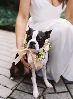 Dog Ring Bearer